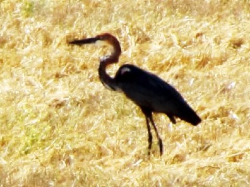 First picture of a Goliath Heron in Agulhas Plain ! Photographer - Des Hall